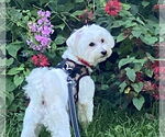 Small #1 Maltese