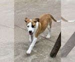 Small #14 Labrador Retriever Mix