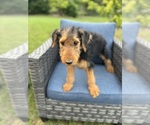 Small #10 Airedale Terrier
