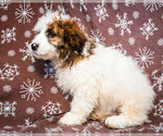 Small Photo #3 Saint Berdoodle Puppy For Sale in WAKARUSA, IN, USA