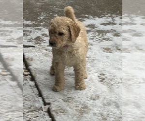 Double Doodle Puppy for sale in GRANITE FALLS, NC, USA