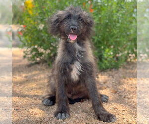 Mutt Dogs for adoption in PIPE CREEK, TX, USA