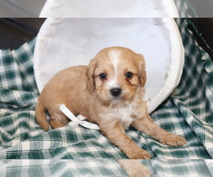 Cavapoo Puppy for sale in SHILOH, OH, USA