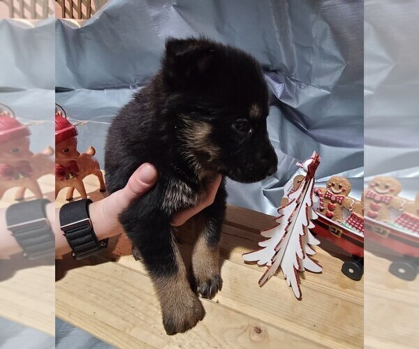 Medium Photo #1 German Shepherd Dog Puppy For Sale in KANSAS CITY, MO, USA