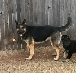 Mother of the German Shepherd Dog puppies born on 04/05/2017