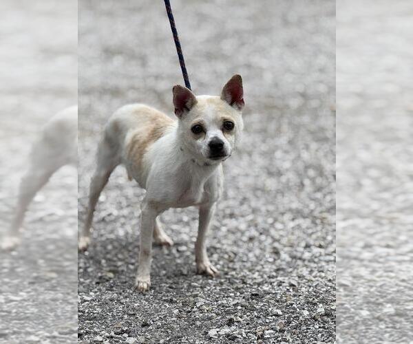 Medium Photo #2 Chihuahua Puppy For Sale in Evansville, IN, USA