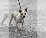 Small #1 Chihuahua