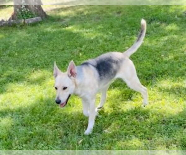 Medium Photo #6 German Shepherd Dog-Unknown Mix Puppy For Sale in Winston Salem, NC, USA