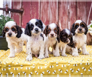 Cockapoo Puppy for Sale in WAKARUSA, Indiana USA