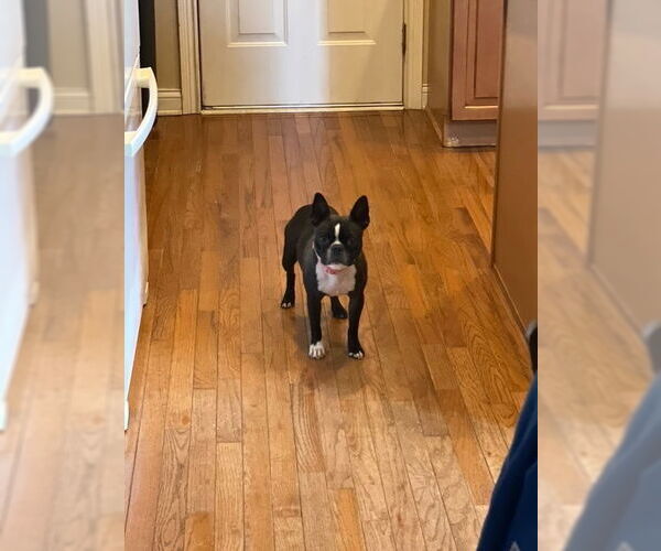 Medium Photo #3 Boston Terrier Puppy For Sale in Indianapolis, IN, USA