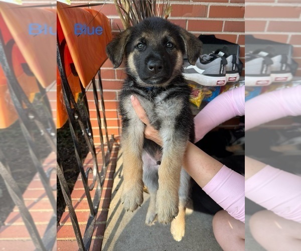 Medium Photo #8 German Shepherd Dog Puppy For Sale in VIRGINIA BEACH, VA, USA