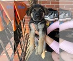 Small Photo #8 German Shepherd Dog Puppy For Sale in VIRGINIA BEACH, VA, USA