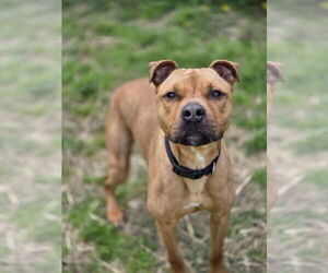 American Pit Bull Terrier-Unknown Mix Dogs for adoption in Evansville, IN, USA