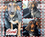 Small #1 Black and Tan Coonhound Mix