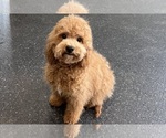 Puppy Mater F1B Maltipoo