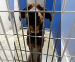 Small #1 Rottweiler Mix