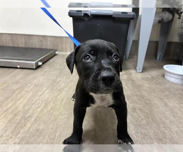 Medium Photo #1 Mutt Puppy For Sale in Pasadena, CA, USA