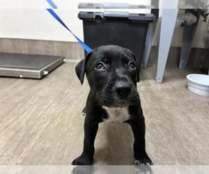 Mutt Dogs for adoption in Pasadena, CA, USA