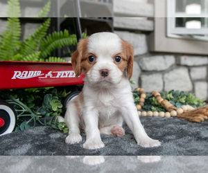 Medium Cavalier King Charles Spaniel