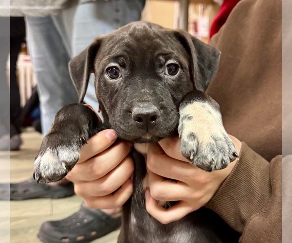Medium Photo #7 Labrador Retriever-Unknown Mix Puppy For Sale in Germantown, OH, USA