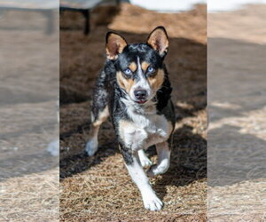 Nubbi - Male Mutt Dog for Adoption - Photo #4