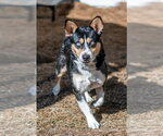Small Photo #4 Mutt Puppy For Sale in Hilton Head, SC, USA