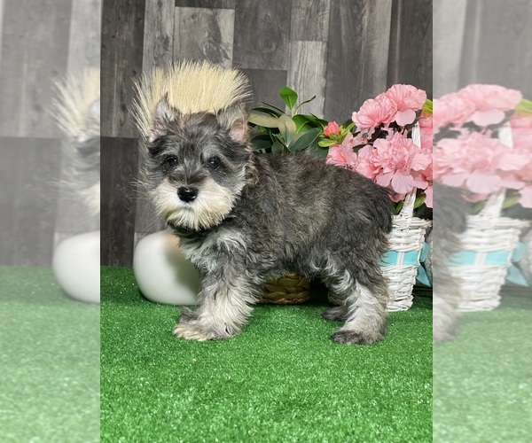 Medium Photo #2 Schnauzer (Miniature) Puppy For Sale in CANOGA, NY, USA