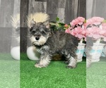 Small #1 Schnauzer (Miniature)