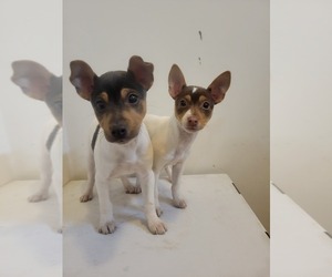 Rat Terrier Puppy for sale in COLUMBIA, SC, USA