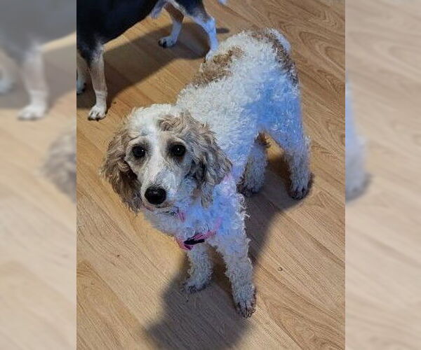 Medium Photo #3 Poodle (Miniature) Puppy For Sale in St. Louis Park, MN, USA