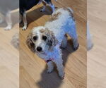 Small #2 Poodle (Miniature)