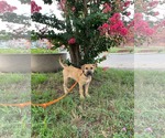 Small #1 Mutt