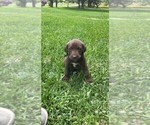 Small Photo #1 German Shorthaired Lab Puppy For Sale in BLACKWELL, TX, USA