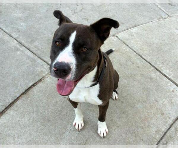 Medium Photo #1 Mutt Puppy For Sale in Martinez, CA, USA