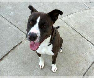 Mutt Dogs for adoption in Martinez, CA, USA