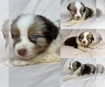 Small Photo #1 Miniature Australian Shepherd Puppy For Sale in BROOKER, FL, USA