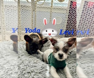 Chihuahua-YorkiePoo Mix Puppy for sale in BETHESDA, MD, USA