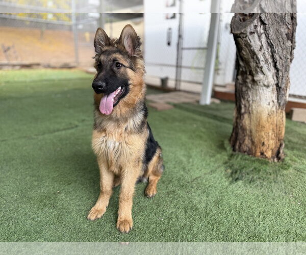 Medium Photo #2 German Shepherd Dog Puppy For Sale in San Diego, CA, USA