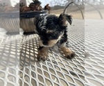 Small #14 Morkie