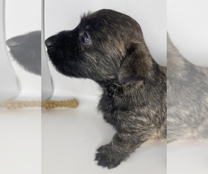Scoland Terrier Puppy for sale in BRKN ARW, OK, USA