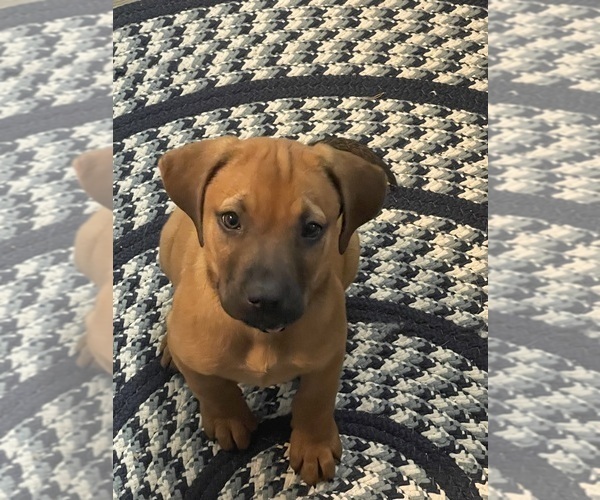 Medium Photo #1 Redbone Coonhound Puppy For Sale in DEXTER, MO, USA
