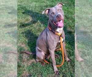 American Pit Bull Terrier Dogs for adoption in Louisville, KY, USA