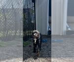 Small #1 Poodle (Standard) Mix