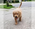 Small Photo #8 Goldendoodle Puppy For Sale in FISHERS, IN, USA
