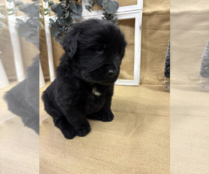 Newfoundland Litter for sale in MASON, MI, USA