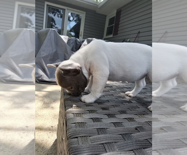 Medium Photo #36 French Bulldog Puppy For Sale in ASHLAND, OH, USA