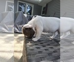 Small #3 French Bulldog