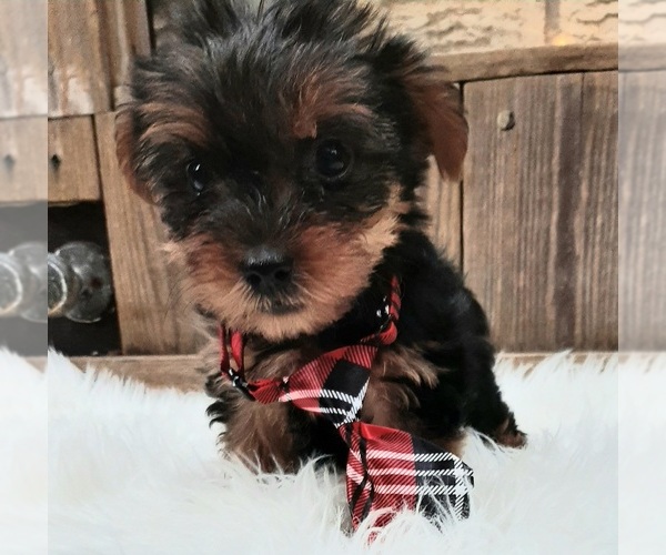 Medium Photo #2 Yorkshire Terrier Puppy For Sale in CARTHAGE, TX, USA