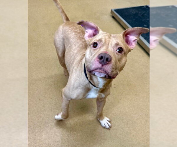 Medium Photo #1 American Pit Bull Terrier Puppy For Sale in Derwood, MD, USA