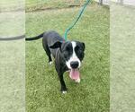 Small #1 Labrador Retriever Mix